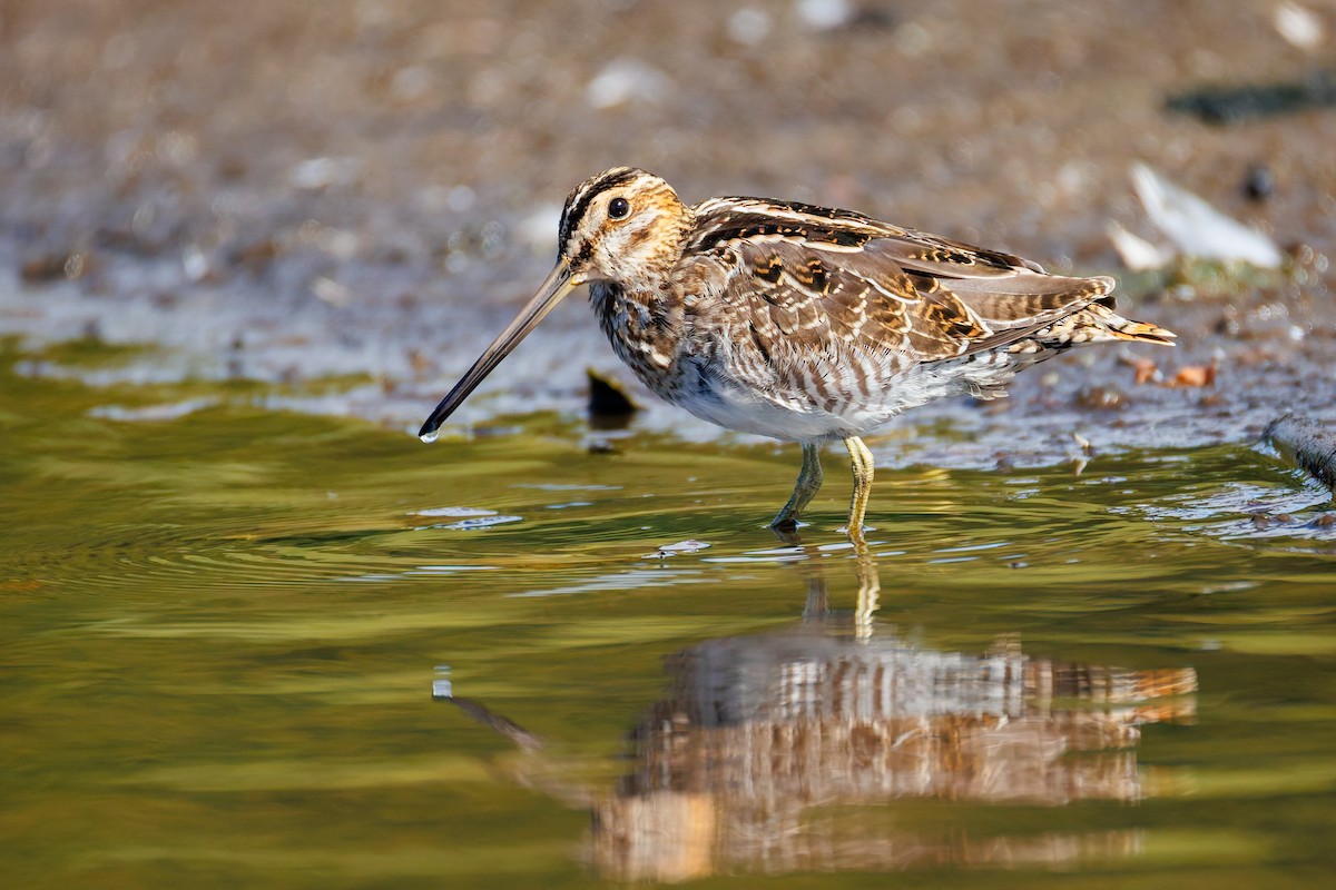 Wilson's Snipe - ML642002362