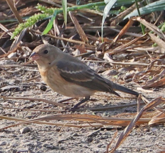 Lazuli Bunting - ML642002366