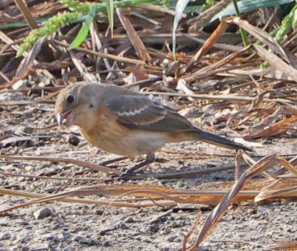 Lazuli Bunting - ML642002367