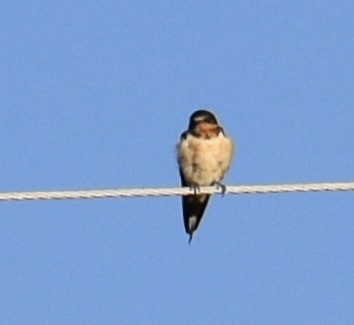 Barn Swallow - ML642002378