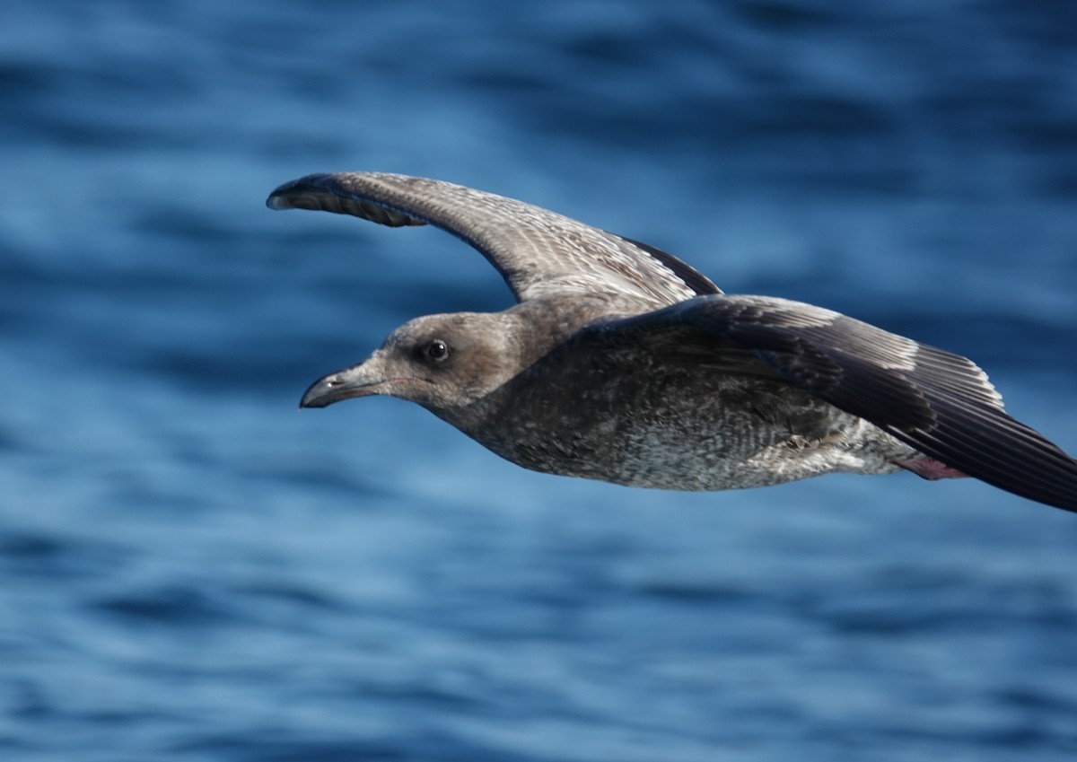 Western Gull - ML642002396