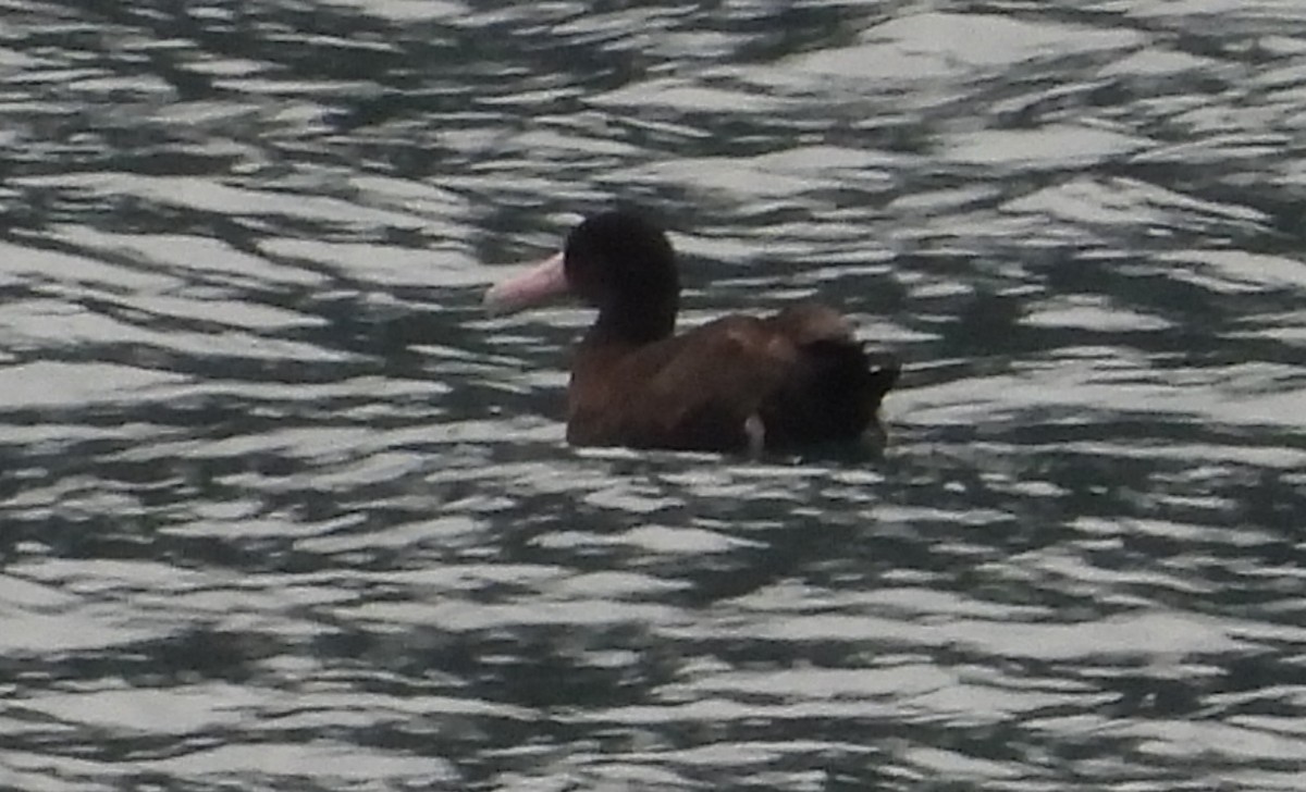 Short-tailed Albatross - ML642002404
