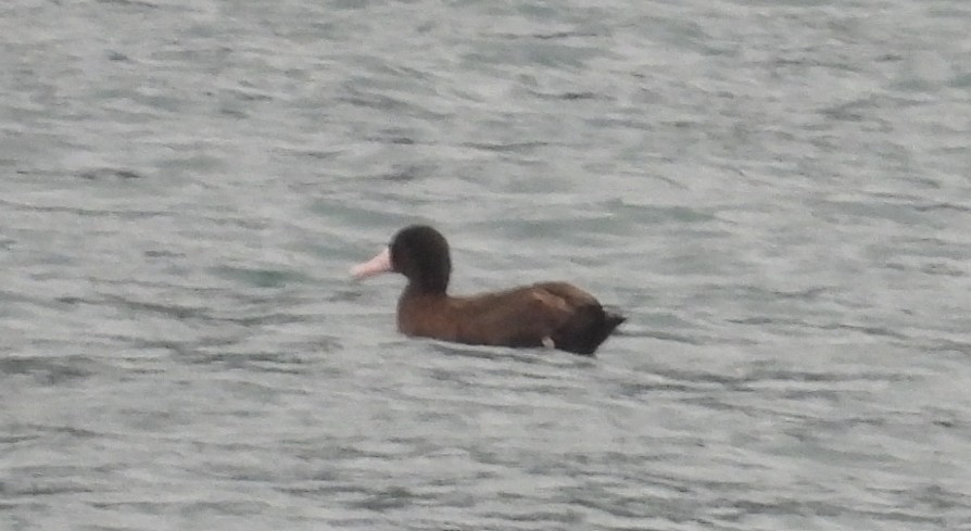 Short-tailed Albatross - ML642002405