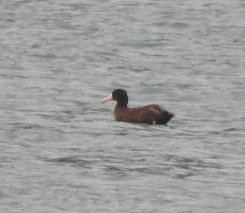 Short-tailed Albatross - ML642002410