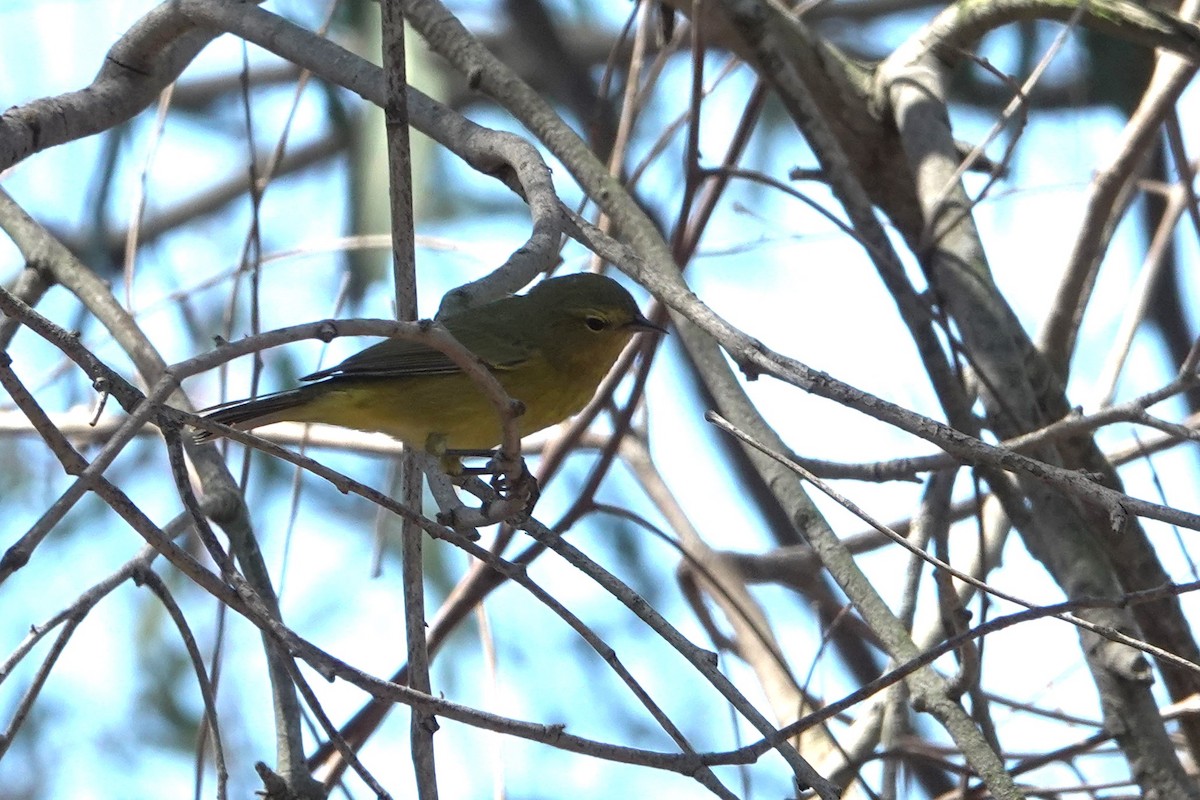 Orange-crowned Warbler - ML642002414