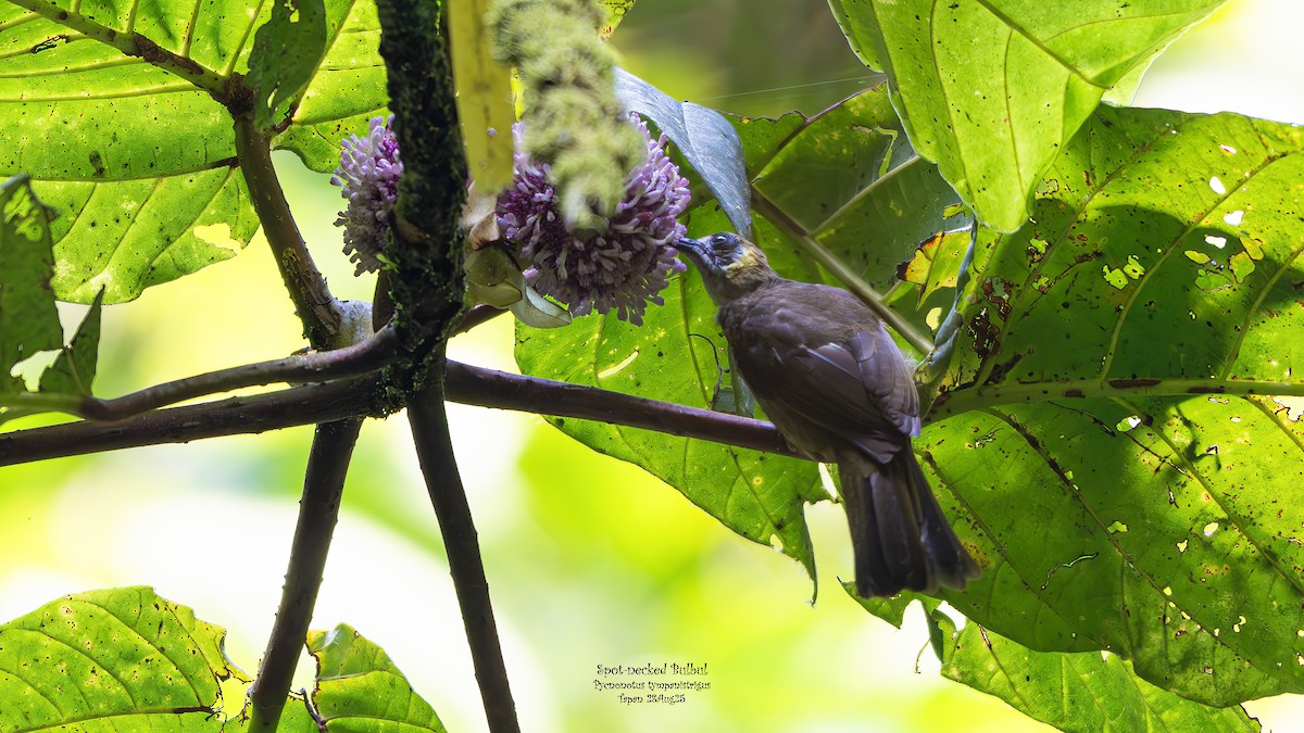 Spot-necked Bulbul - ML642002418