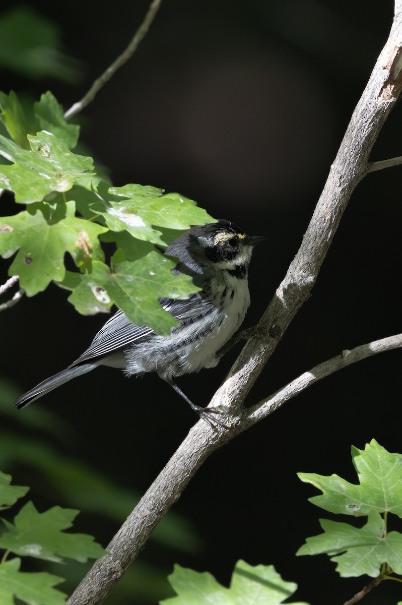 Black-throated Gray Warbler - ML642002419