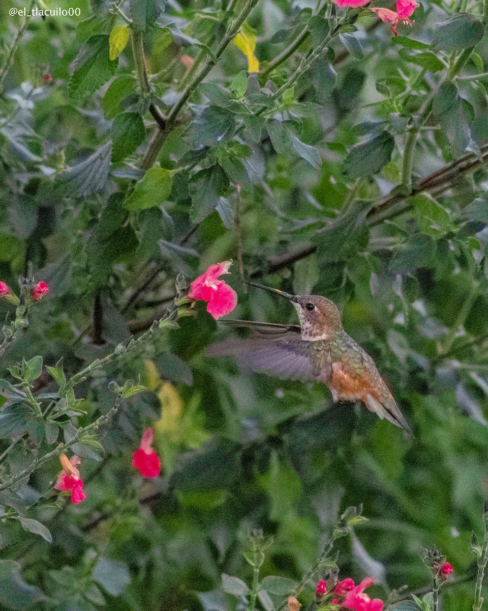 Rufous Hummingbird - ML642002429