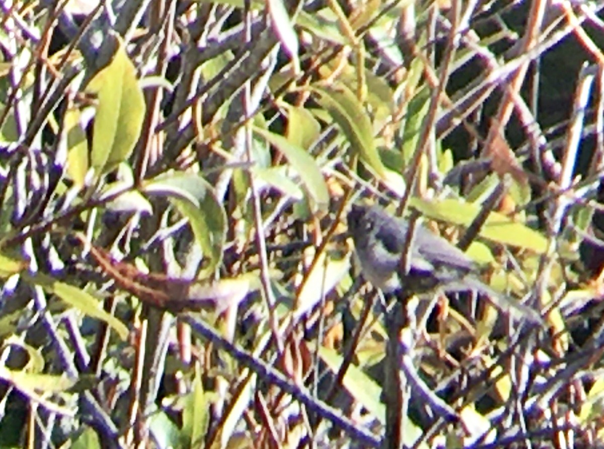 Bushtit - ML642002436