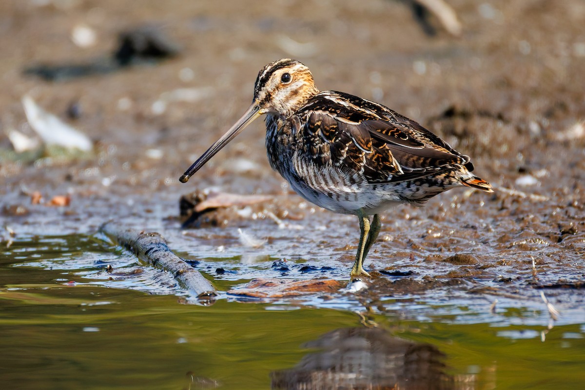 Wilson's Snipe - ML642002442