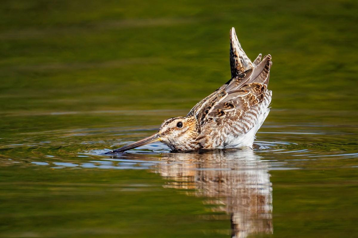 Wilson's Snipe - ML642002443