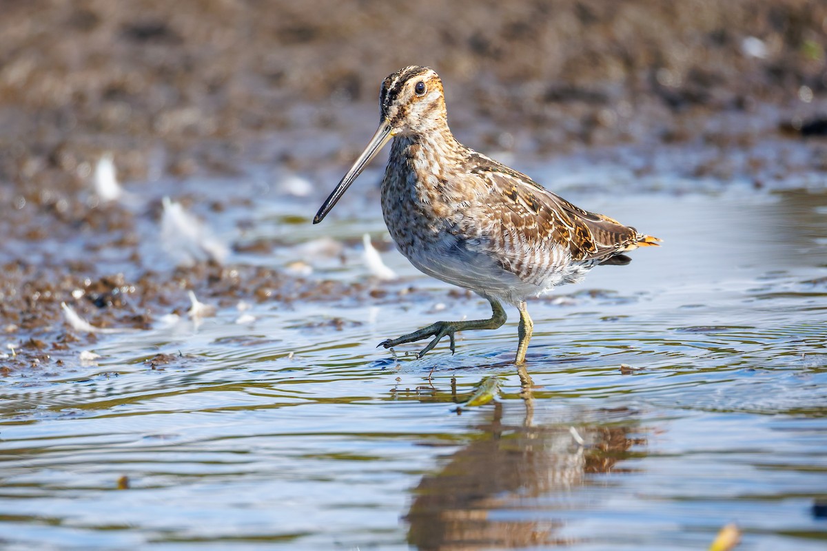 Wilson's Snipe - ML642002444