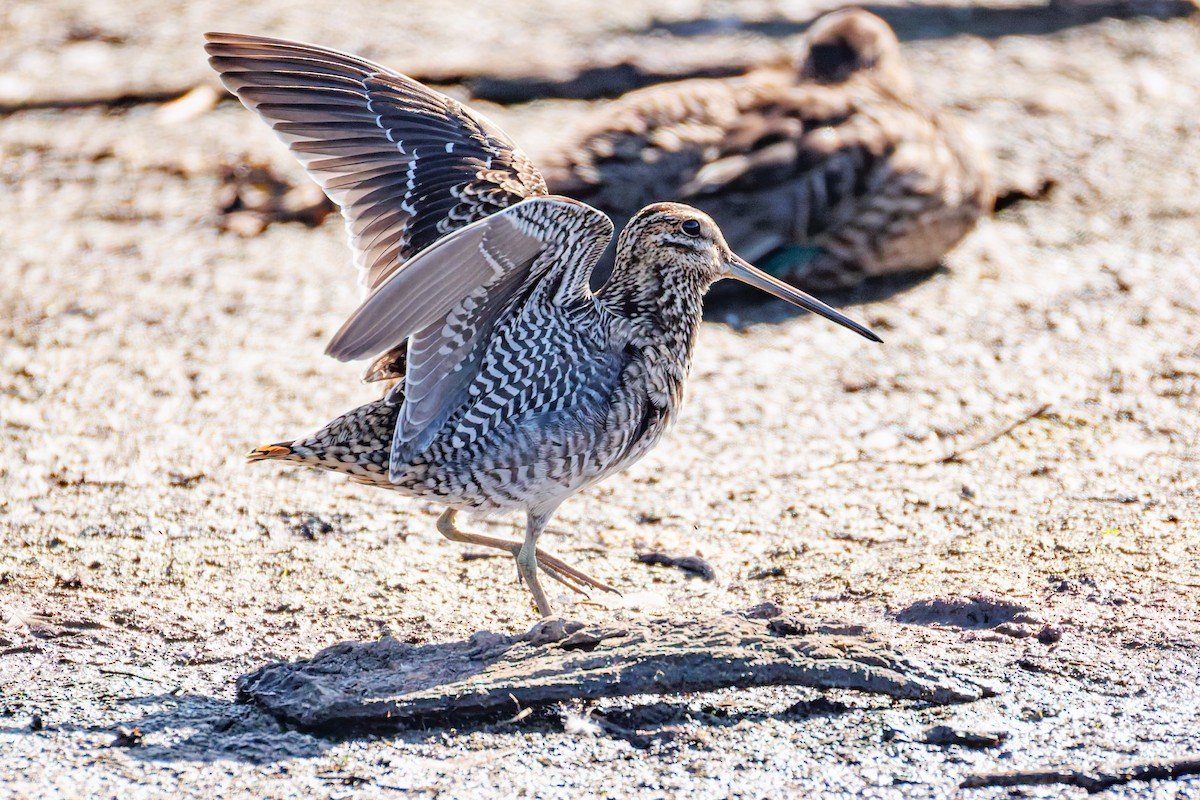 Wilson's Snipe - ML642002445