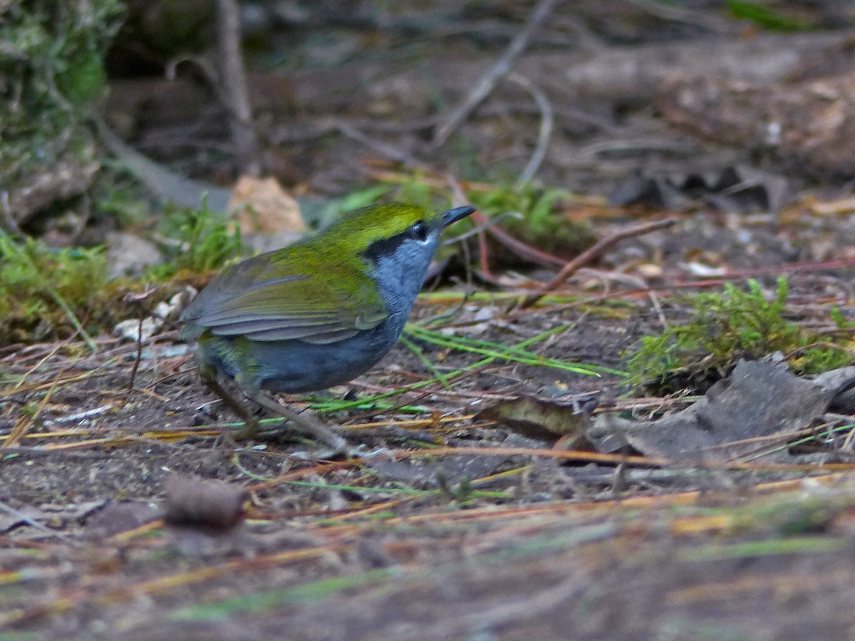 Gray-bellied Tesia - ML642002453
