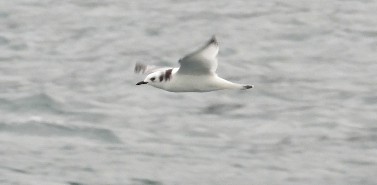 Black-legged Kittiwake - ML642002455