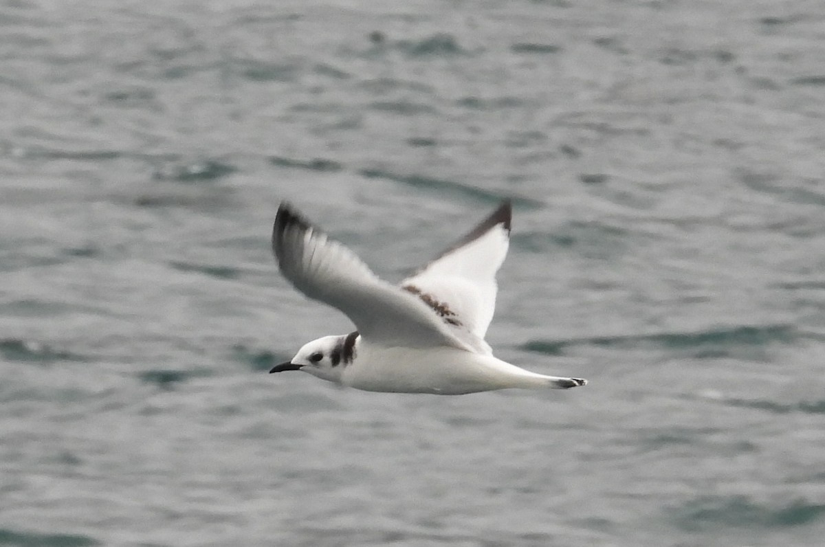 Black-legged Kittiwake - ML642002456