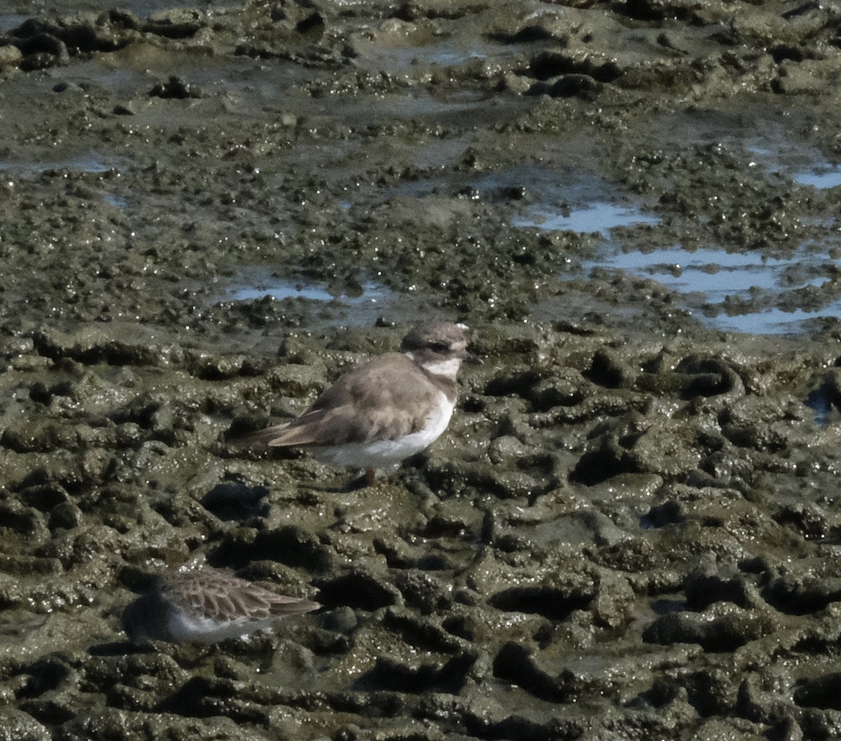 Common Ringed Plover - ML642002498