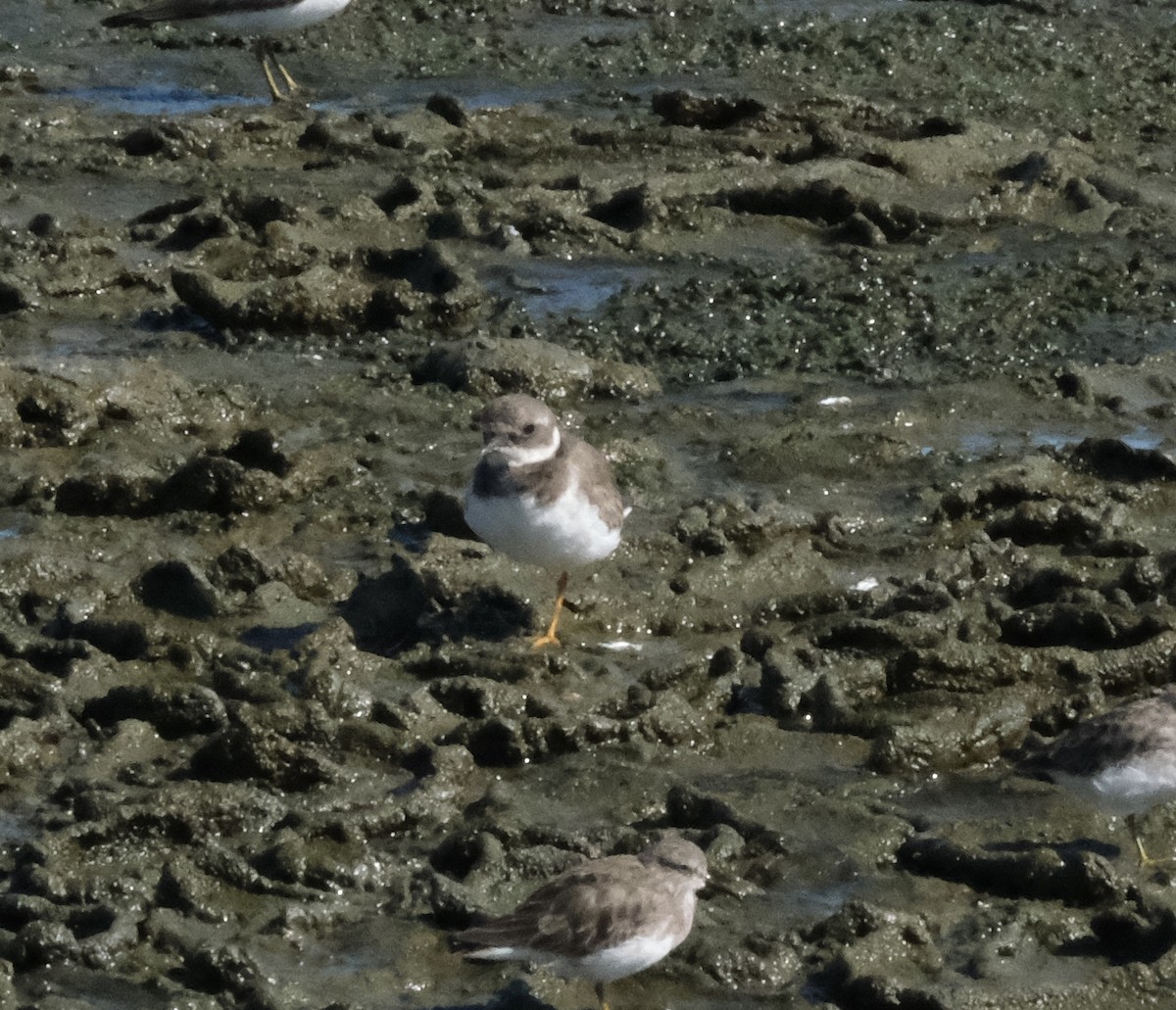 Common Ringed Plover - ML642002500