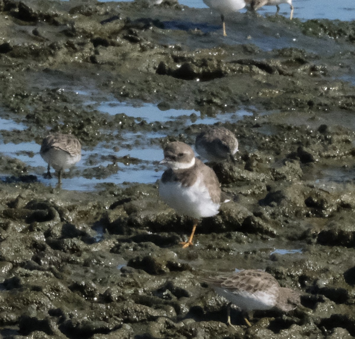 Common Ringed Plover - ML642002502