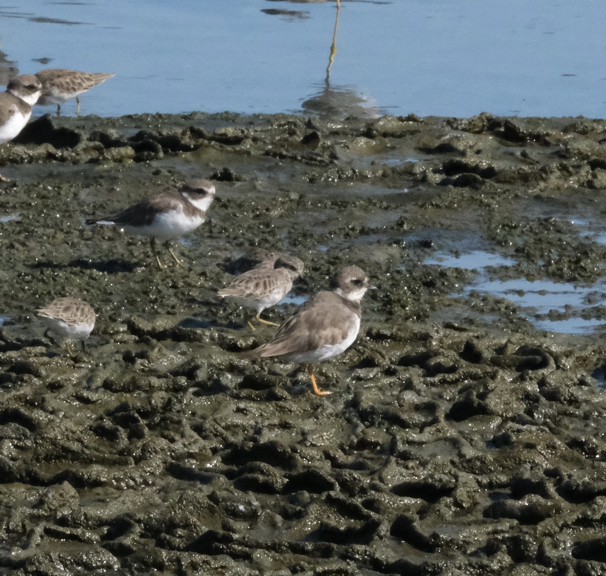 Common Ringed Plover - ML642002504