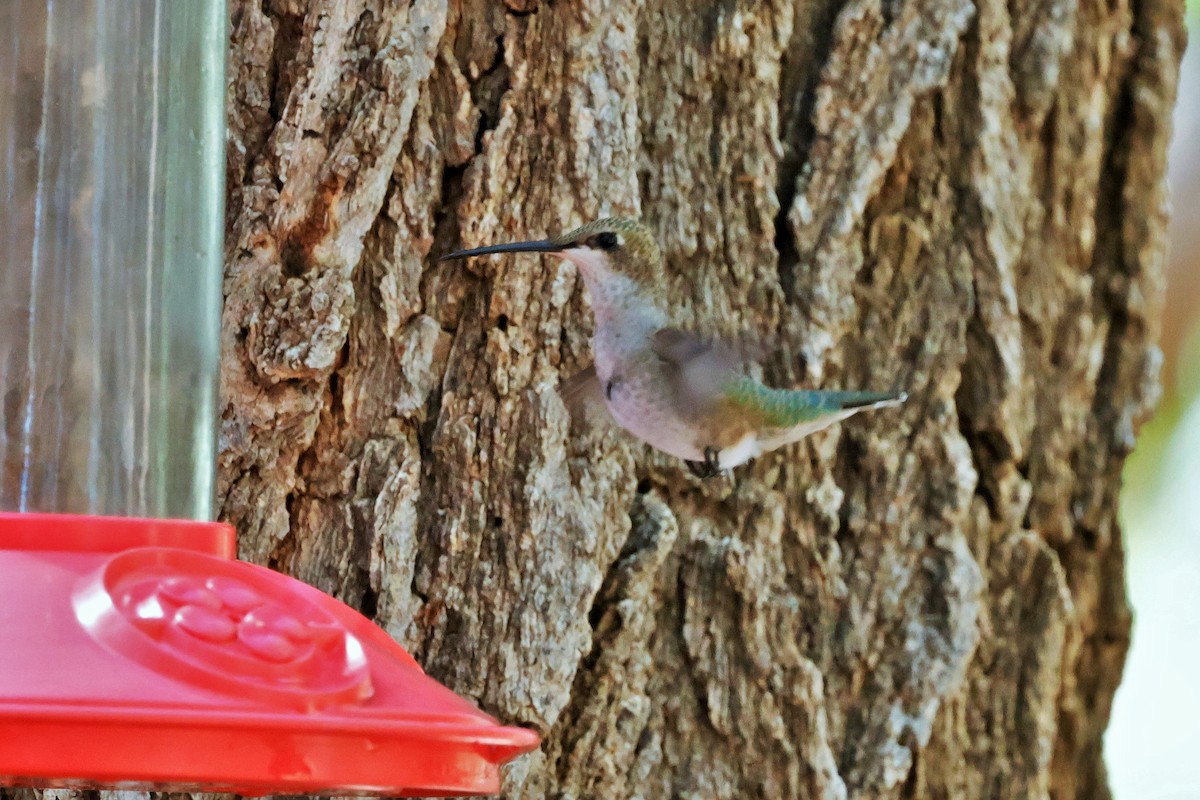 Black-chinned Hummingbird - ML642002519