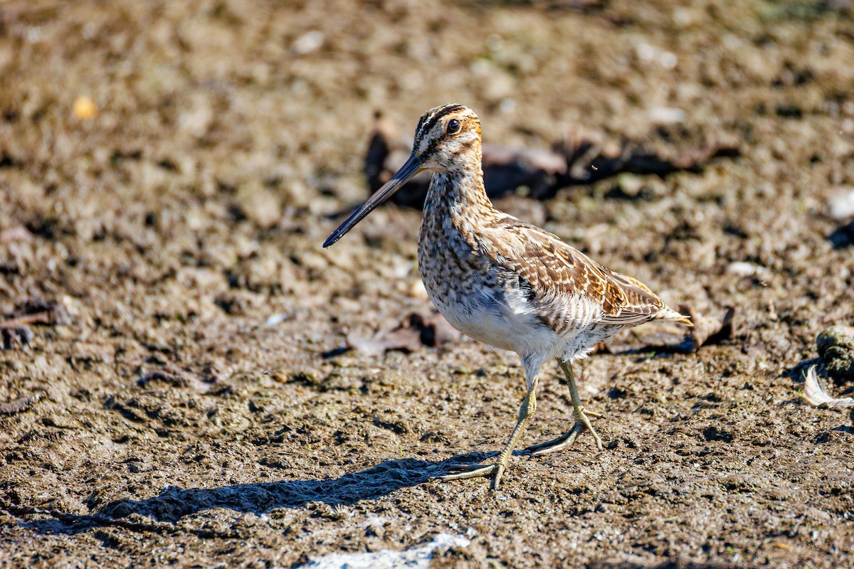 Wilson's Snipe - ML642002521