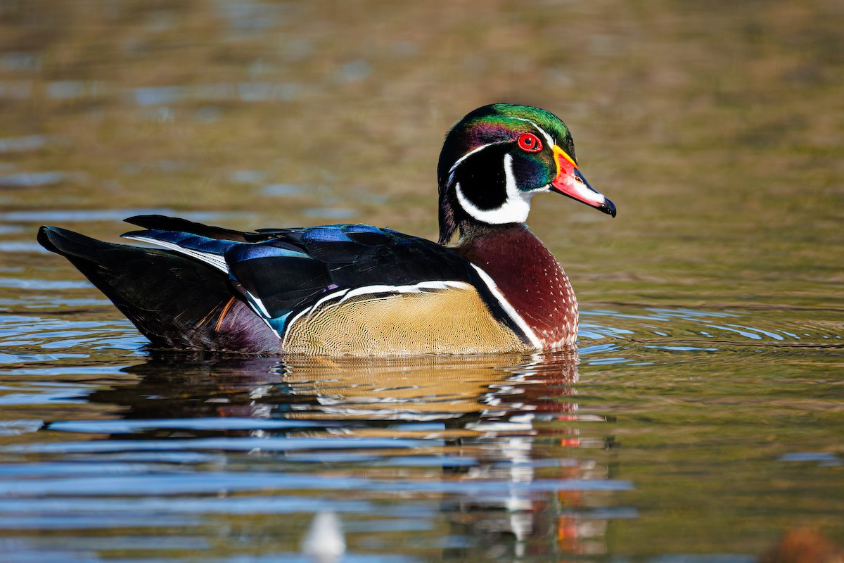 Wood Duck - ML642002528