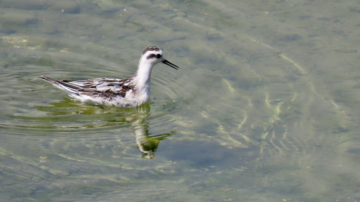 Red-necked Phalarope - ML642002538