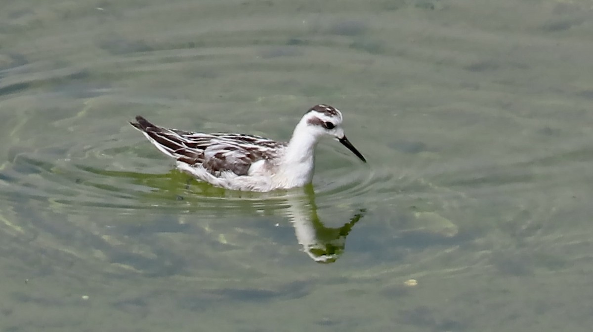 Red-necked Phalarope - ML642002539