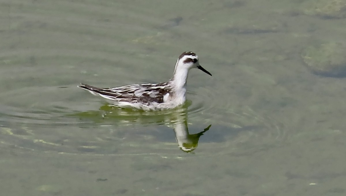 Red-necked Phalarope - ML642002541