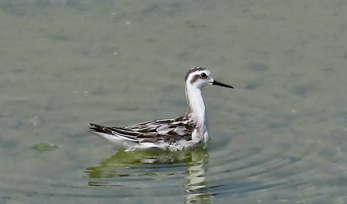 Red-necked Phalarope - ML642002542