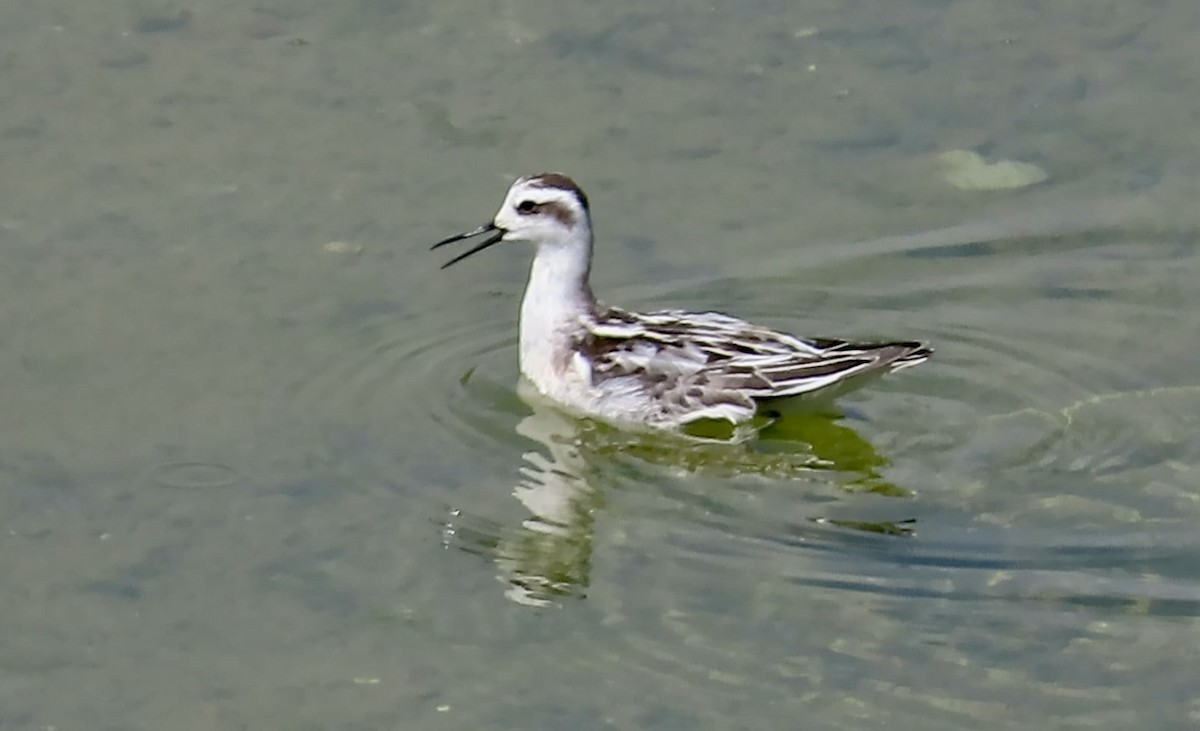 Red-necked Phalarope - ML642002544