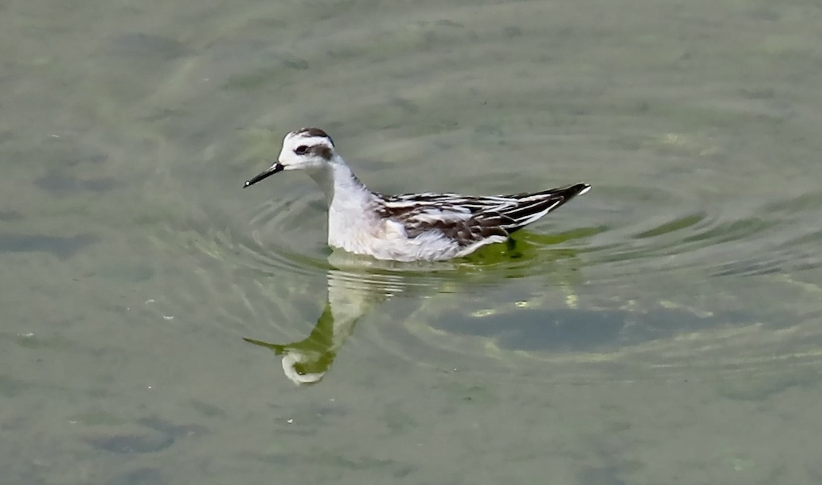 Red-necked Phalarope - ML642002545