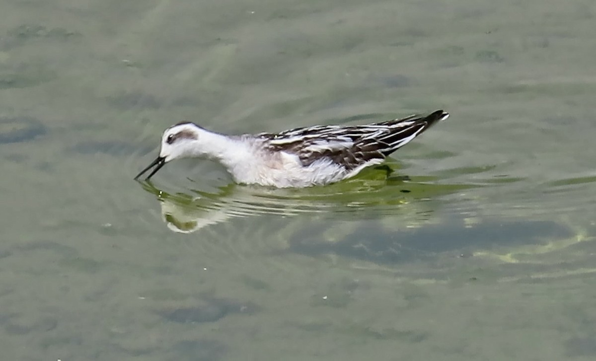 Red-necked Phalarope - ML642002546