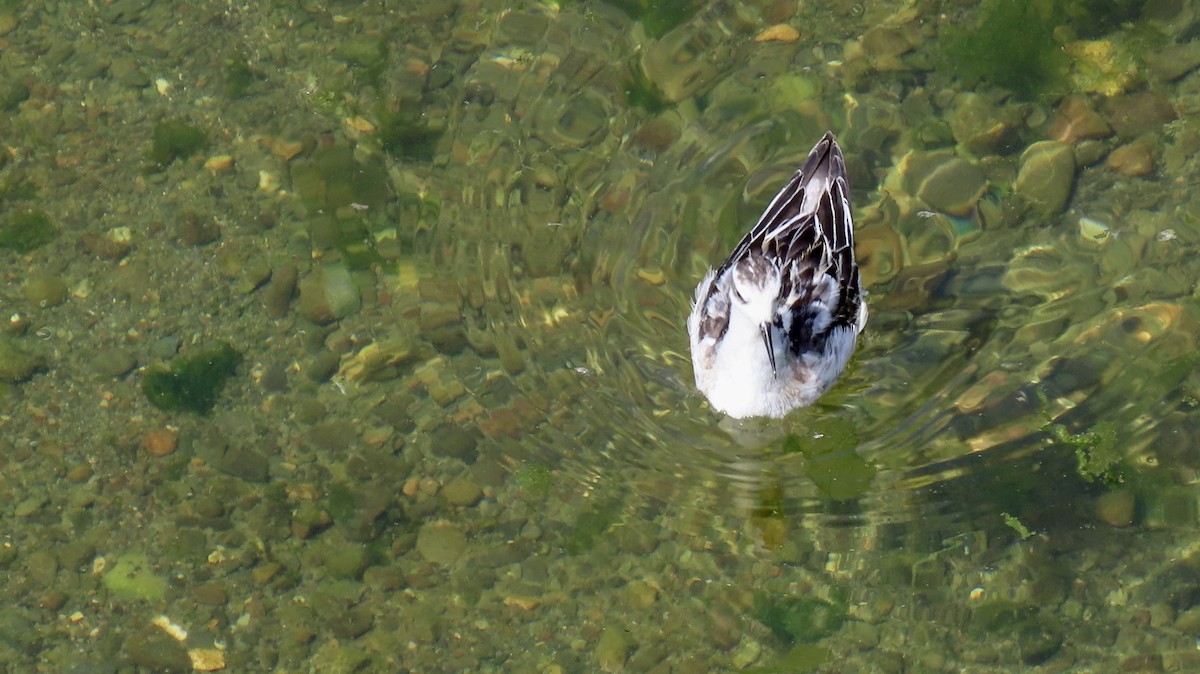 Red-necked Phalarope - ML642002547