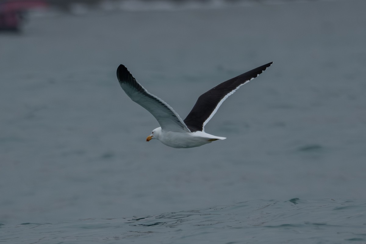 Kelp Gull - ML642002548