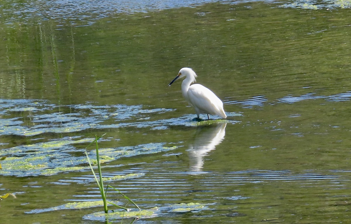 Snowy Egret - ML642002550