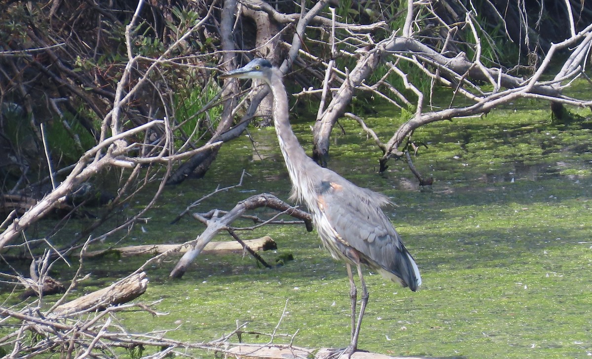Great Blue Heron - ML642002551
