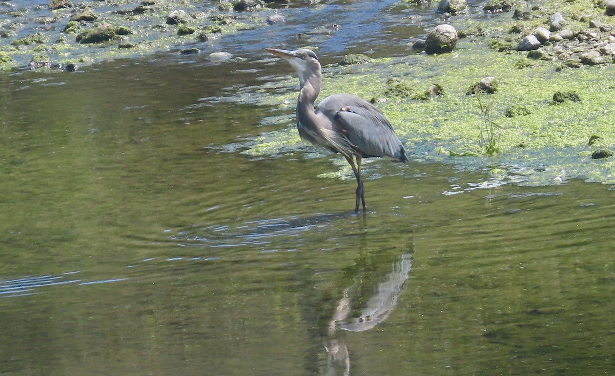 Great Blue Heron - ML642002553