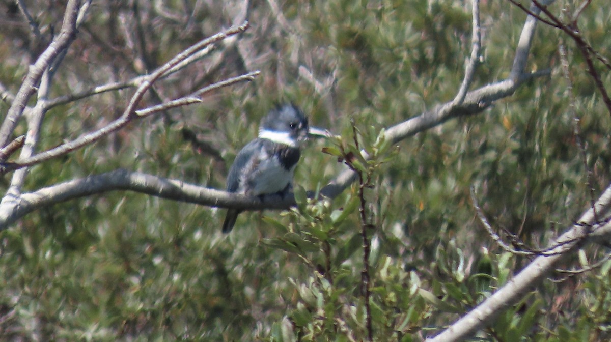 Belted Kingfisher - ML642002554