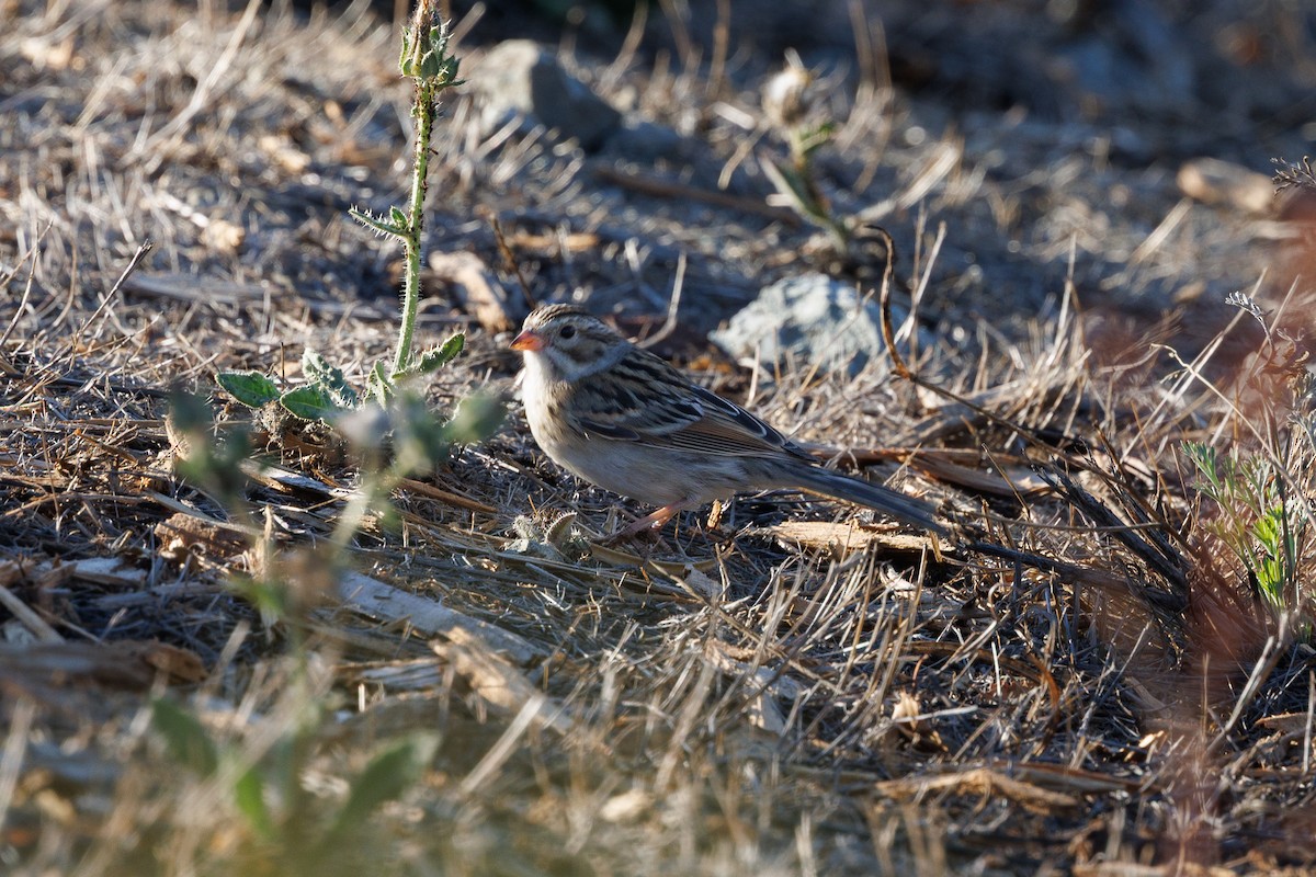Clay-colored Sparrow - ML642002556