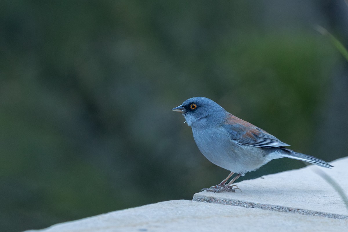 Yellow-eyed Junco - ML642002560