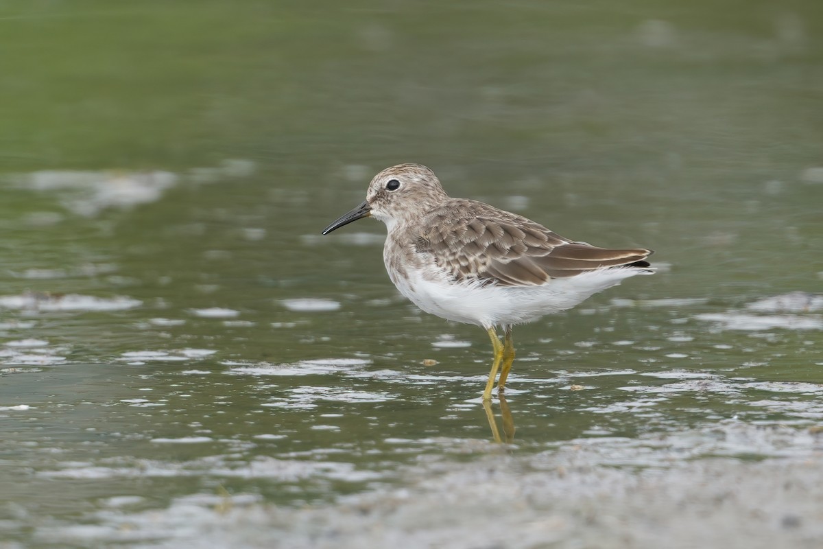 Least Sandpiper - ML642002561