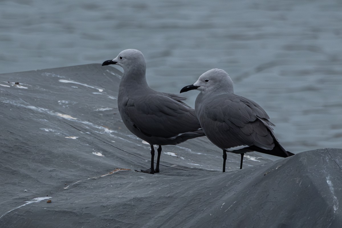 Gray Gull - ML642002562