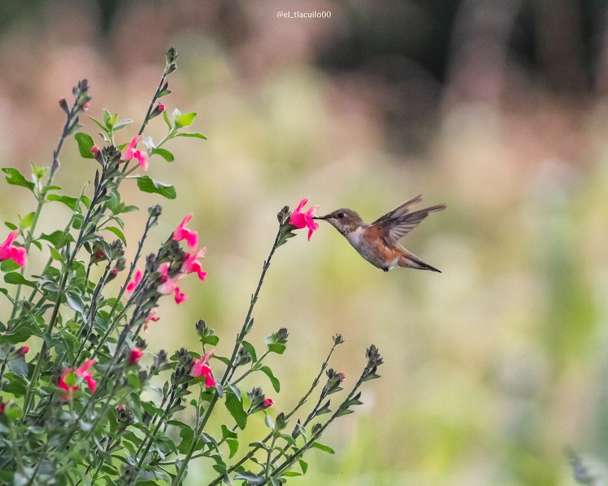 Rufous Hummingbird - ML642002563