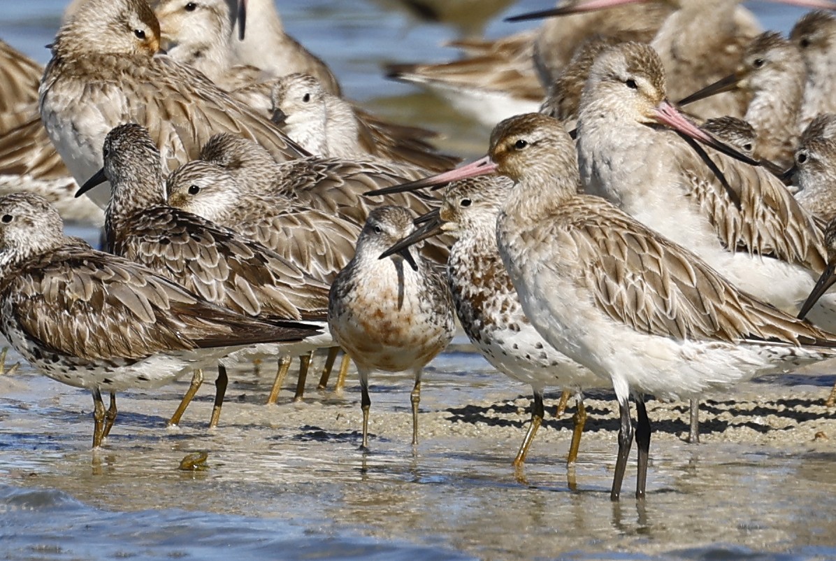 Red Knot - ML642002566