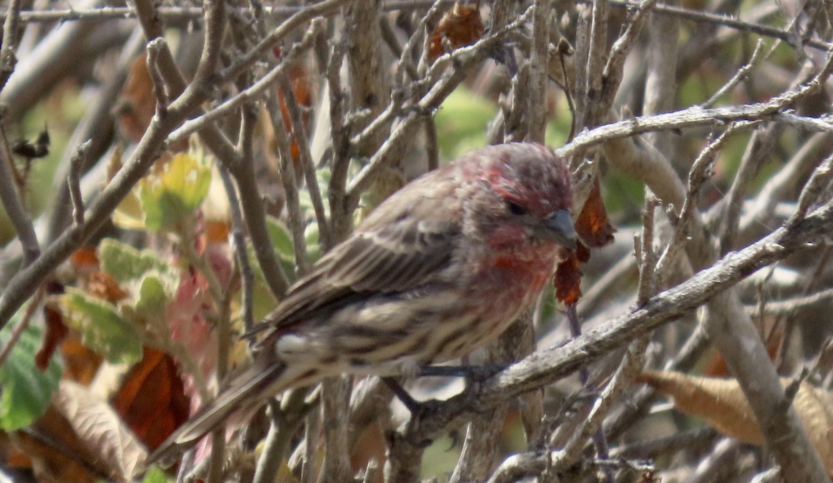 House Finch - ML642002568
