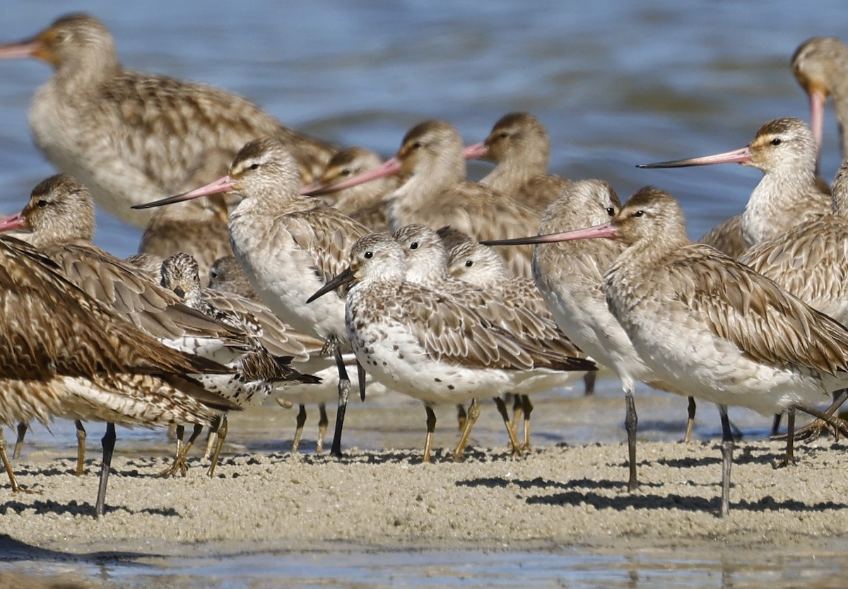 Great Knot - ML642002569