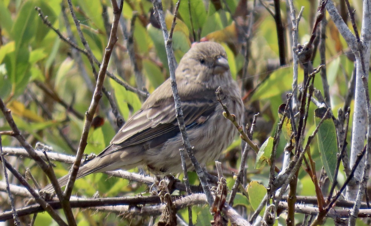 House Finch - ML642002570