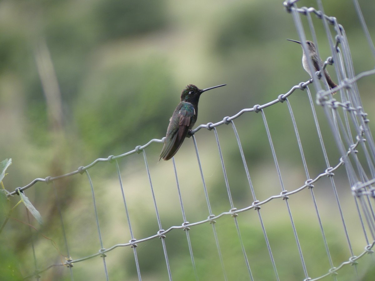 Rivoli's Hummingbird - ML642002572
